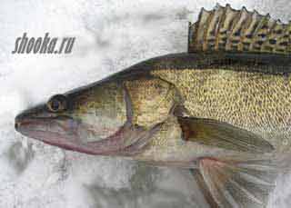 ловля судака с флэшером для зимней рыбалки VEXILAR HUMMINBIRD MarCum