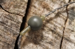 Бусина - стопор утяжеленная AVID CARP Weighted Flying Chod Bead - Naked  9шт AVA/21