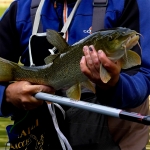 Удилище COLMIC FIUME WR T-6000 6,00мт.(16гр) FUJI