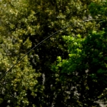 COLMIC FIUME WR T-6000 6,00мт.(30гр) FUJI
